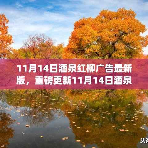 11月14日酒泉红柳广告最新版,重磅更新,精彩纷呈