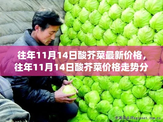 往年11月14日酸芥菜市场行情解析,价格走势、市场波动与个人立场洞察