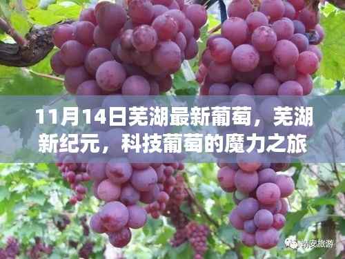 芜湖新纪元葡萄科技之旅,体验最新葡萄高科技产品的魔力之旅