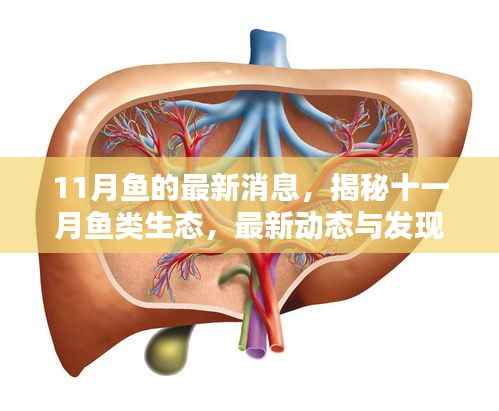 揭秘十一月鱼类生态最新动态与发现,鱼的最新消息全解析