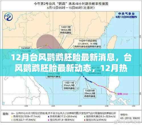 台风鹦鹉胚胎最新消息,12月热带风暴孕育与影响回顾