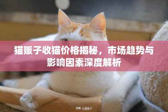 猫贩子收猫价格揭秘,市场趋势与影响因素深度解析