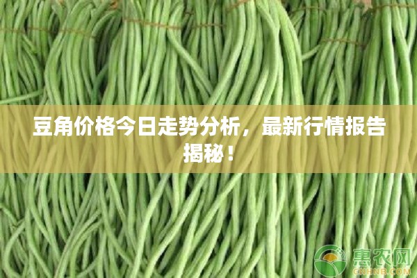 豆角价格今日走势分析,最新行情报告揭秘!