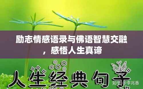 励志情感语录与佛语智慧交融,感悟人生真谛