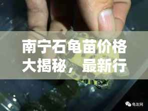 南宁石龟苗价格大揭秘,最新行情分析!