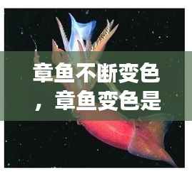 章鱼不断变色,章鱼变色是主动变异吗