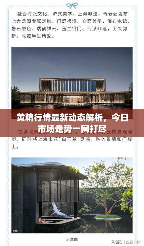 黄精行情最新动态解析，今日市场走势一网打尽